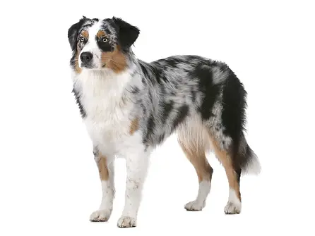 Australische herder