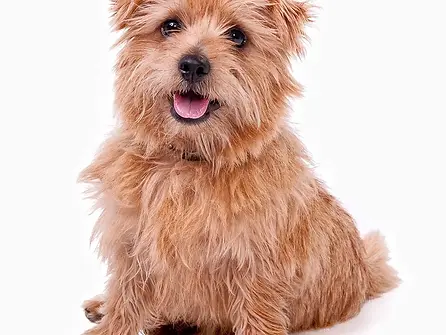 Norfolk terrier