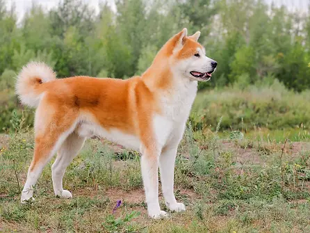 Akita inu