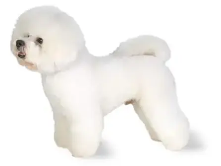 Bichon frisé