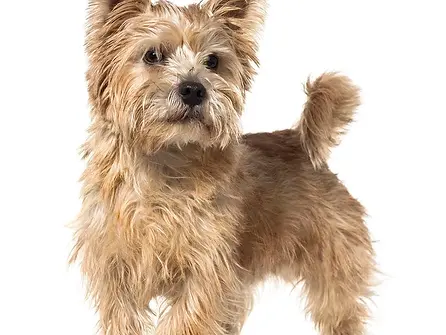 Norwich terrier