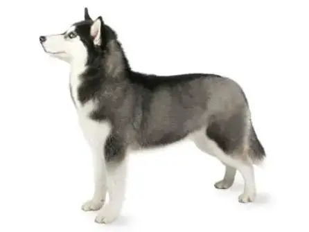 Husky