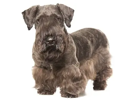 Cesky terrier