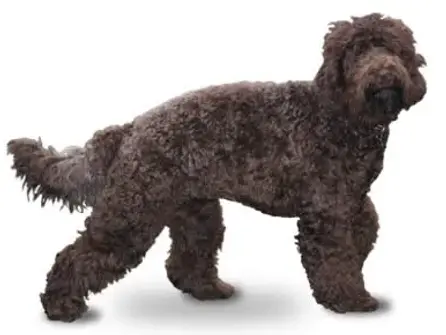 Barbet