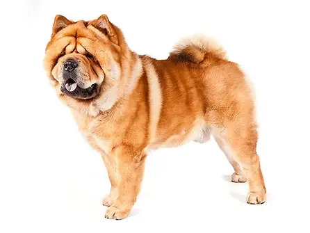 Chow chow