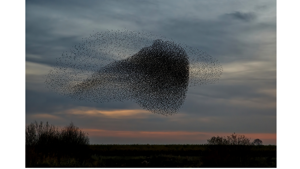 Murmuration: how the Agroecology Communications Network is helping the sustainable food sector find its voice