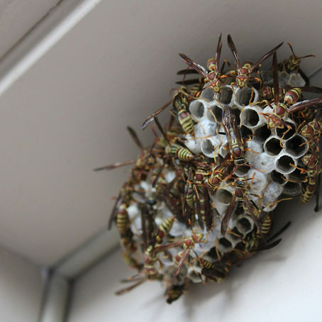 Wasp nest tucked under a roof