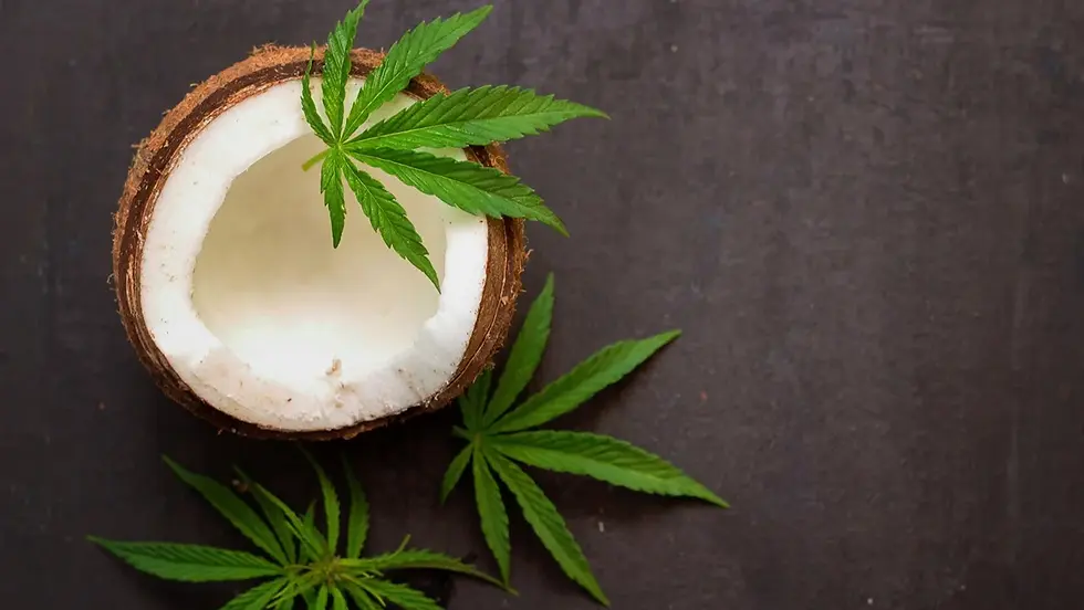 2025 Guide: How to Make Cannabis-Infused Coconut Oil at Home