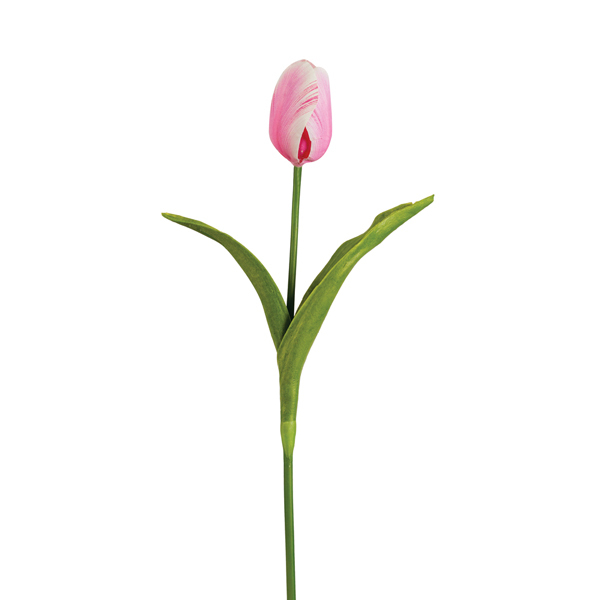 Tulip Pink