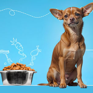 Het effect van voeding op het gedrag van je hond