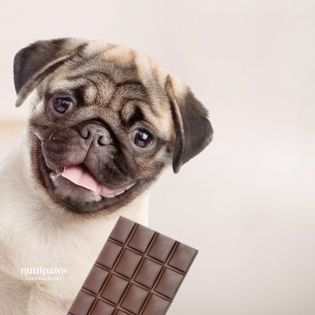 Waarom is chocolade slecht voor honden?