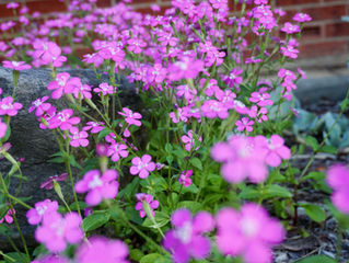 📷 Garden Snaps // ♥