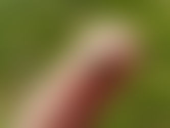 Life overtakes me- The Apathetic Children
( על שלגיה, על תסמונת ההיכנעות ועל תקווה מתיבת פנדורה-וגם עלינו ברוח התקופה)