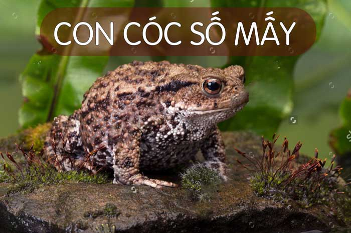 Giấc mơ trông thấy con cóc nên đánh con gì? Giải mã giấc mơ thấy cóc trong lô đề content media