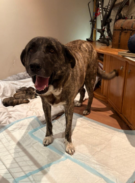 Adoptar a Bola