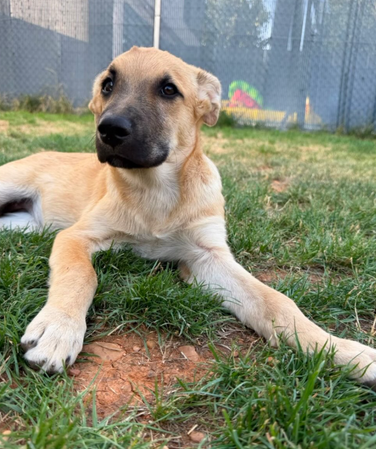 Adoptar a AITA