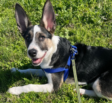 Adoptar a BRUNO