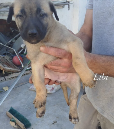 Adoptar a Libi