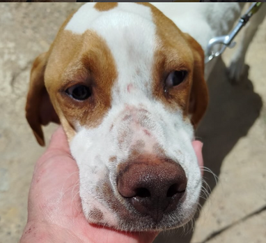 Adoptar a GOA