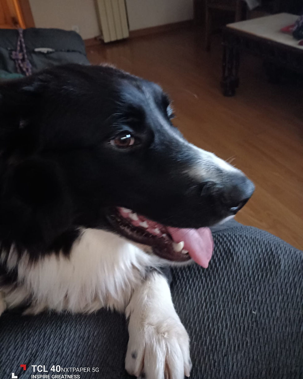 Edy, cruce de collie negro y blanco, tumbado en un sofá con la lengua fuera