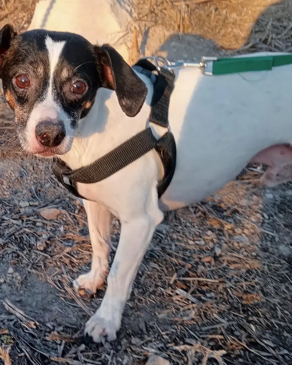 Chito, bodeguero blanco con manchas negras, con su arnés