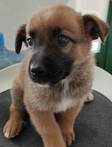 Adoptar a CREPE