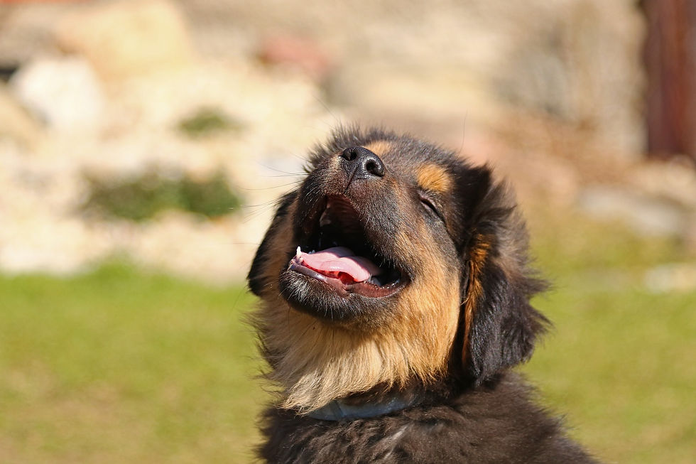 Perro sonriente.jpg
