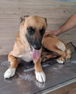Adoptar a FERRAN