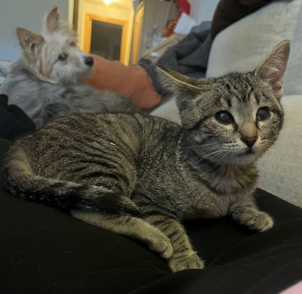 Adoptar a Fiona