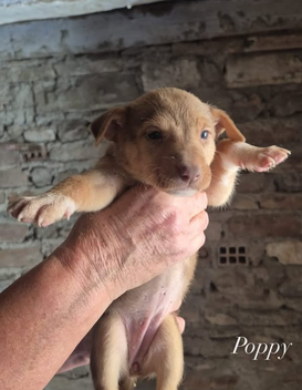 Adoptar a Poppy