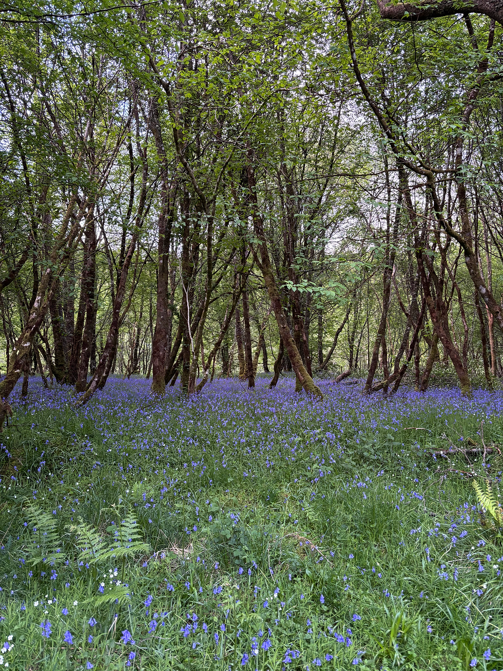 Bluebell Woods