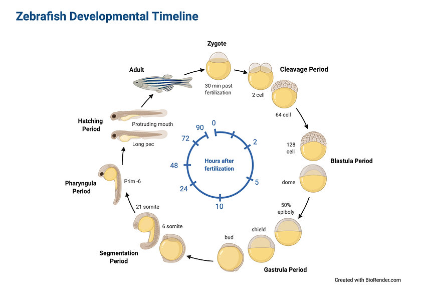 Zebrafish Developmental Timeline.jpeg