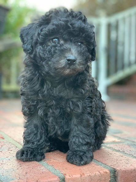 mini poodle.jpg