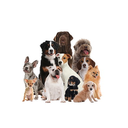 Séance d'éducation canine collective pour la socialisation des chiens à Saint-Junien