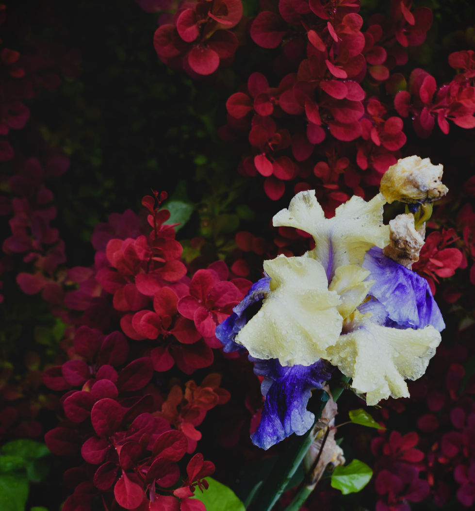 Gladiola and background