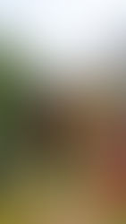 一分鐘瞬間看生態:馬利筋上的小生物