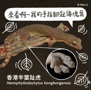 香港半葉趾虎