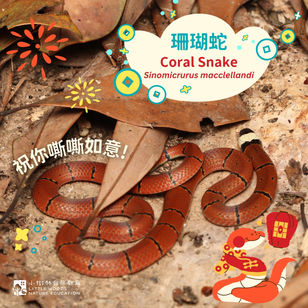 小樹林祝你蛇年快樂:年初二🐍珊瑚蛇