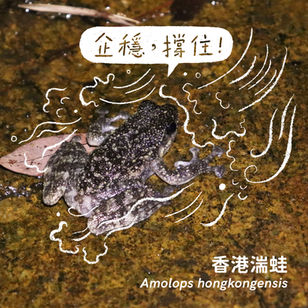 香港湍蛙