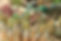 Paint Brushes