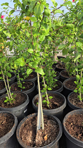 Vibrant Hibiscus For Sale | J&A Arizona GreenHouses
