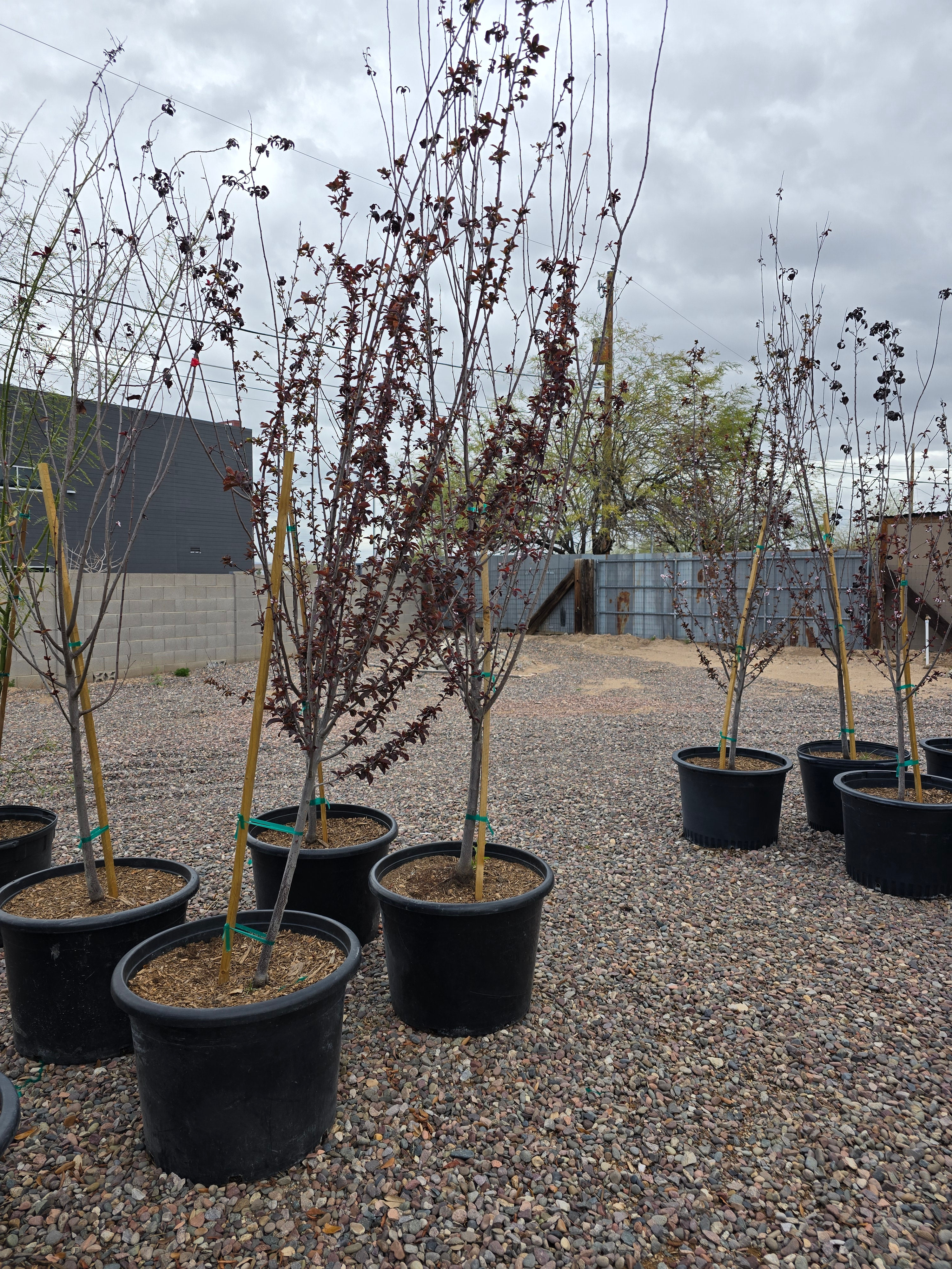 Purple Leaf Plum For Sale