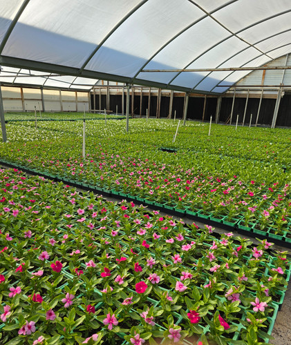 Resilient Vinca for Sale at J&A Arizona Greenhouses