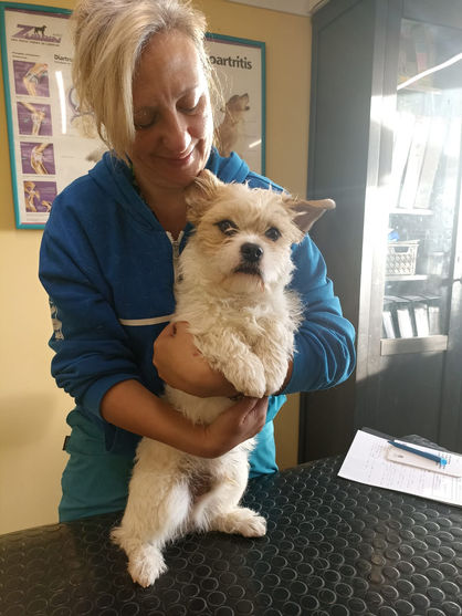 LA COLUMNA. REFLEJO DEL ESTADO DE LOS ÓRGANOS INTERNOS DE LOS ANIMALES