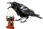 Raven is holding camera copy.png