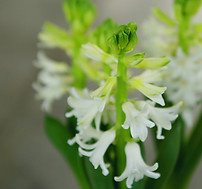 白いヒヤシンスの花