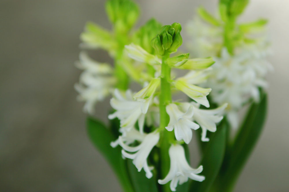 風信子 (Hyacinth) - 10ml