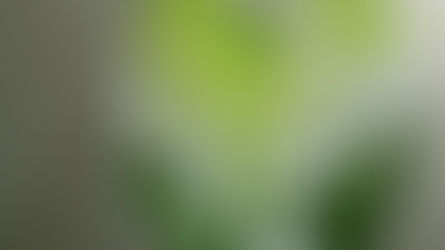 立春