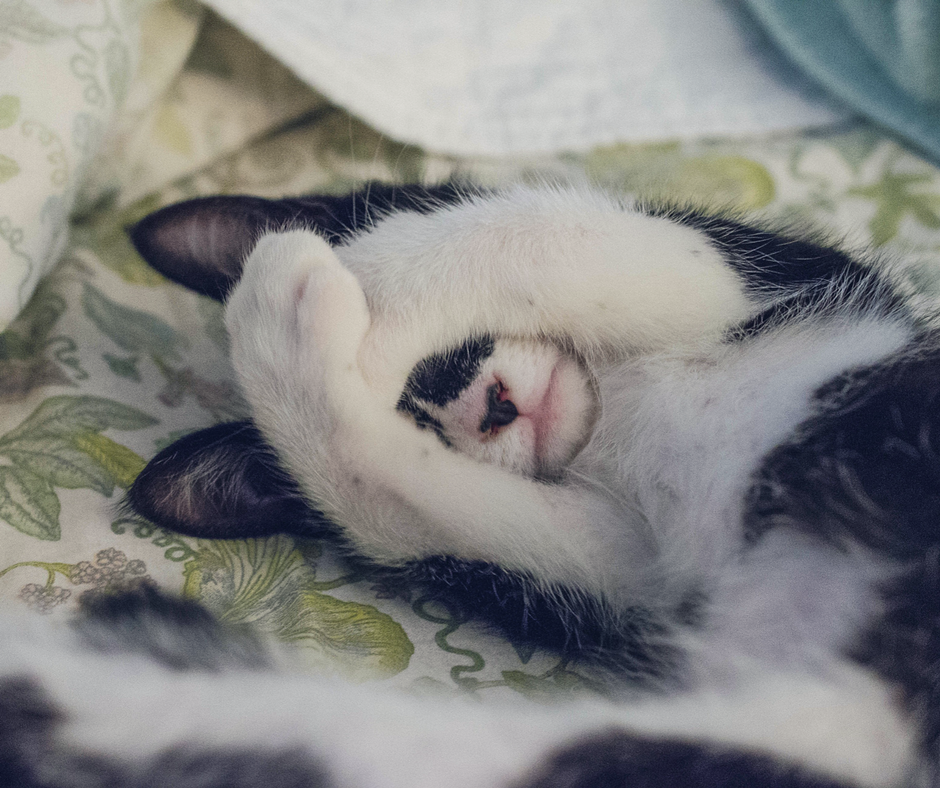 Cat covering face