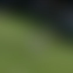 "Minha melhor partida na grama", diz Fonseca após vencer mais uma em Wimbledon